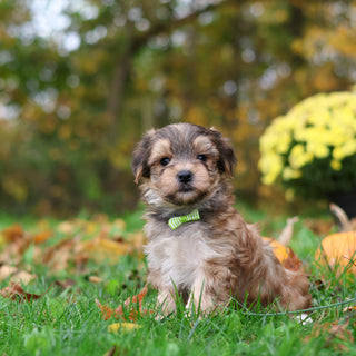 Sanford - Available 10/29