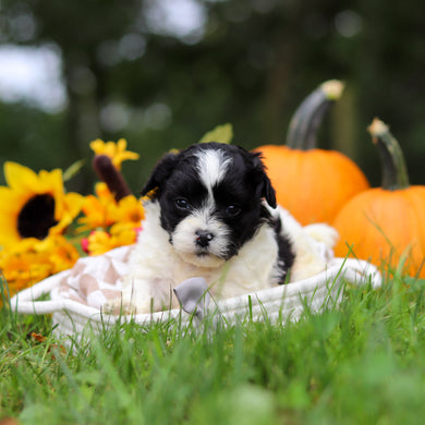 Grover - Available 10/29