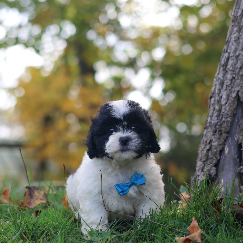 Grover - Available 10/29