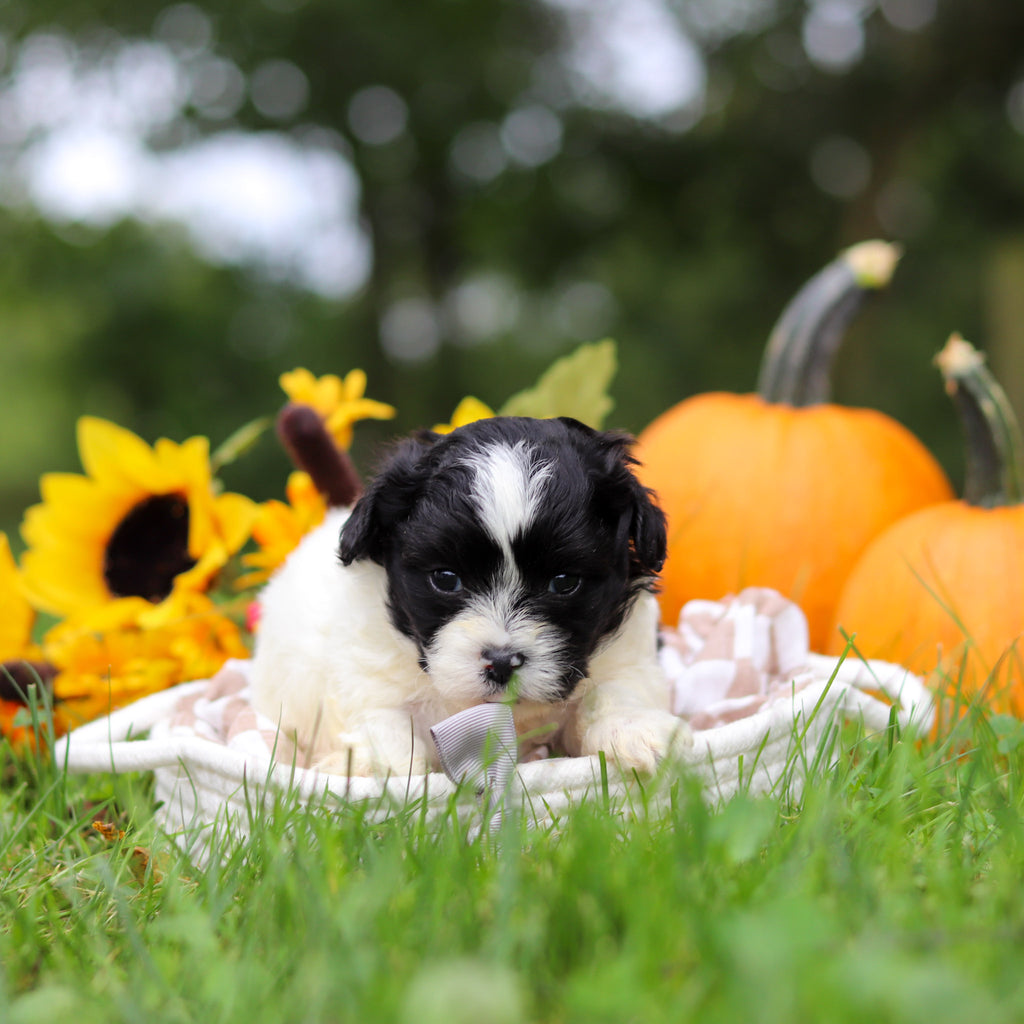 Grover - Available 10/29