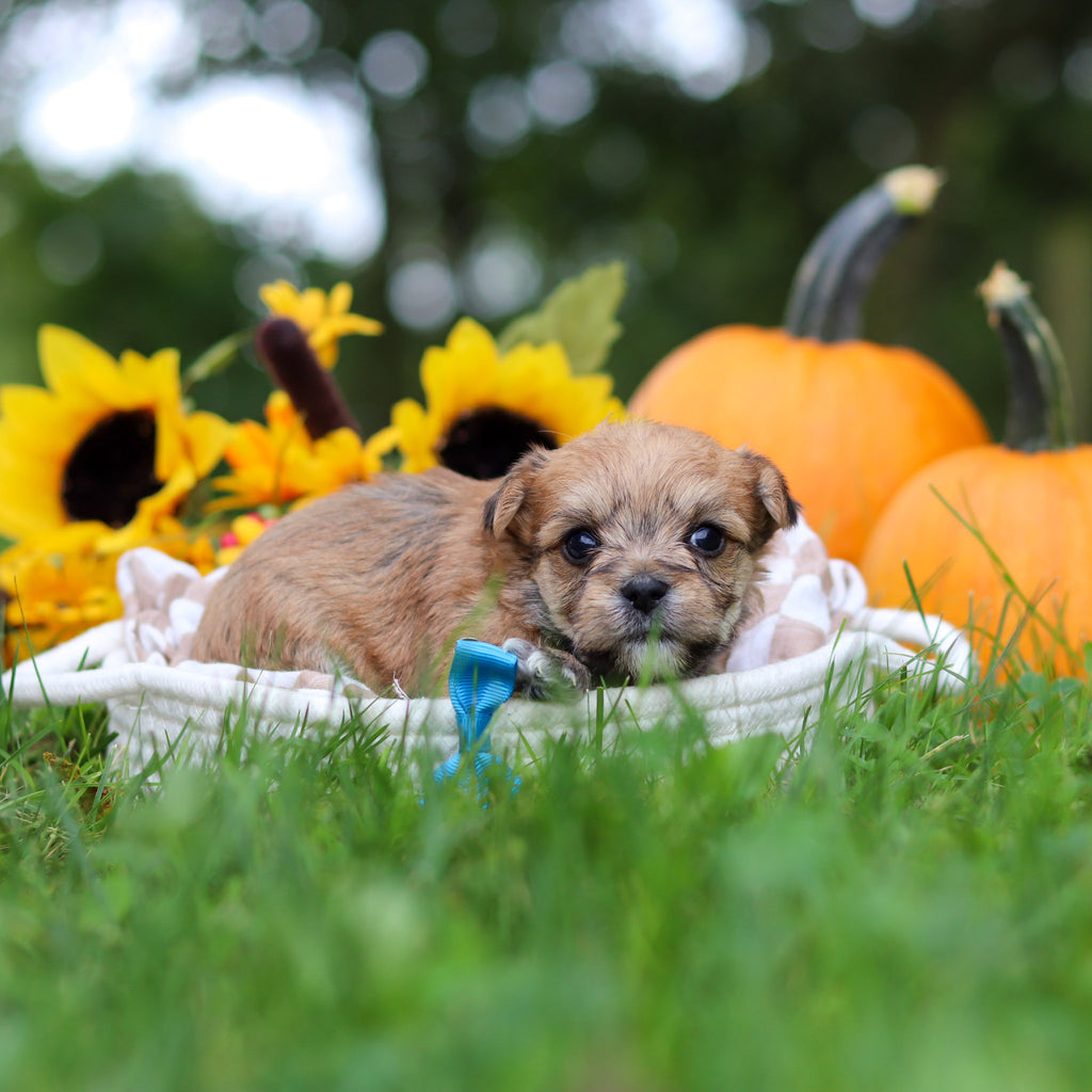 Harold - Available 10/29