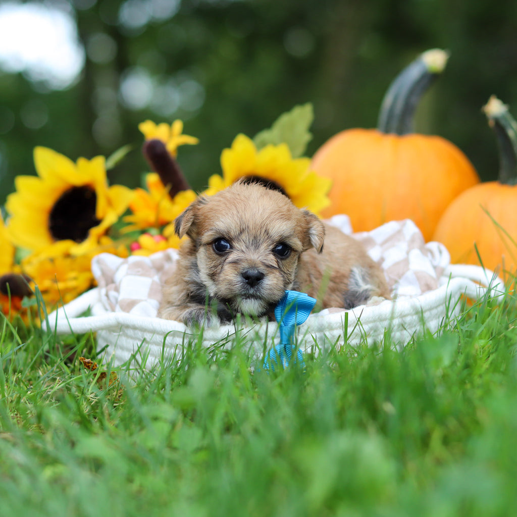 Harold - Available 10/29