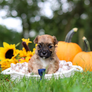 Hammy - Available 10/29