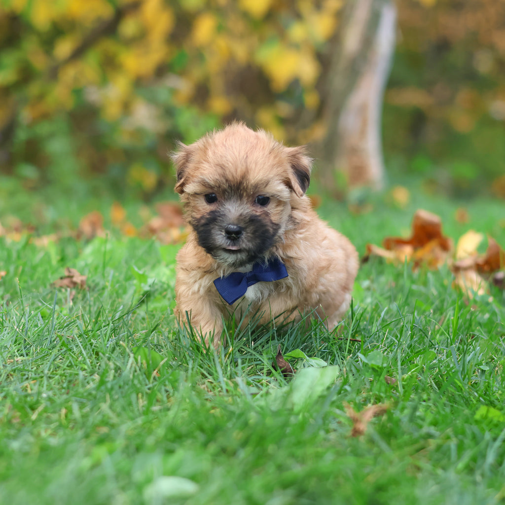 Hammy - Available 10/29