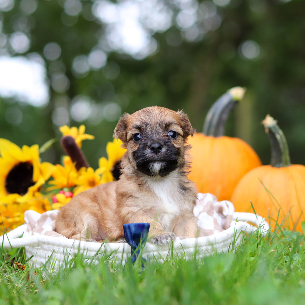 Hammy - Available 10/29