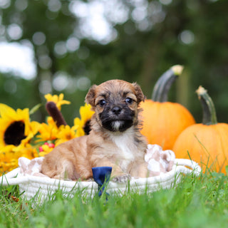 Hammy - Available 10/29