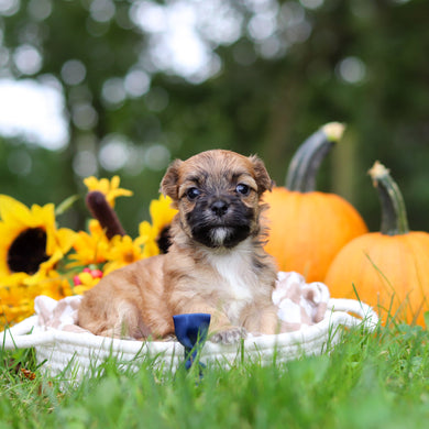 Hammy - Available 10/29