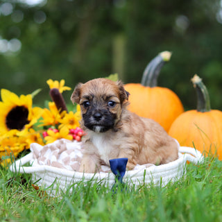 Hammy - Available 10/29