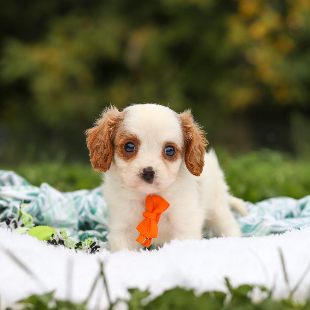 Norbert - Available 9/17