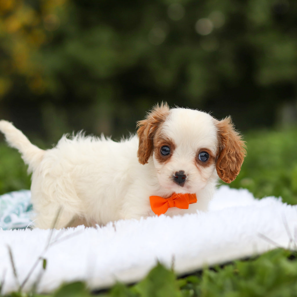 Norbert - Available 9/17