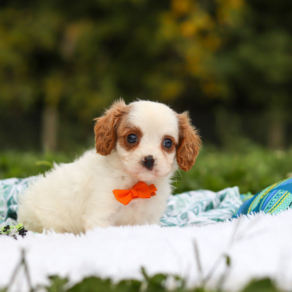 Norbert - Available 9/17