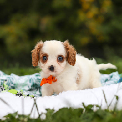 Norbert - Available 9/17