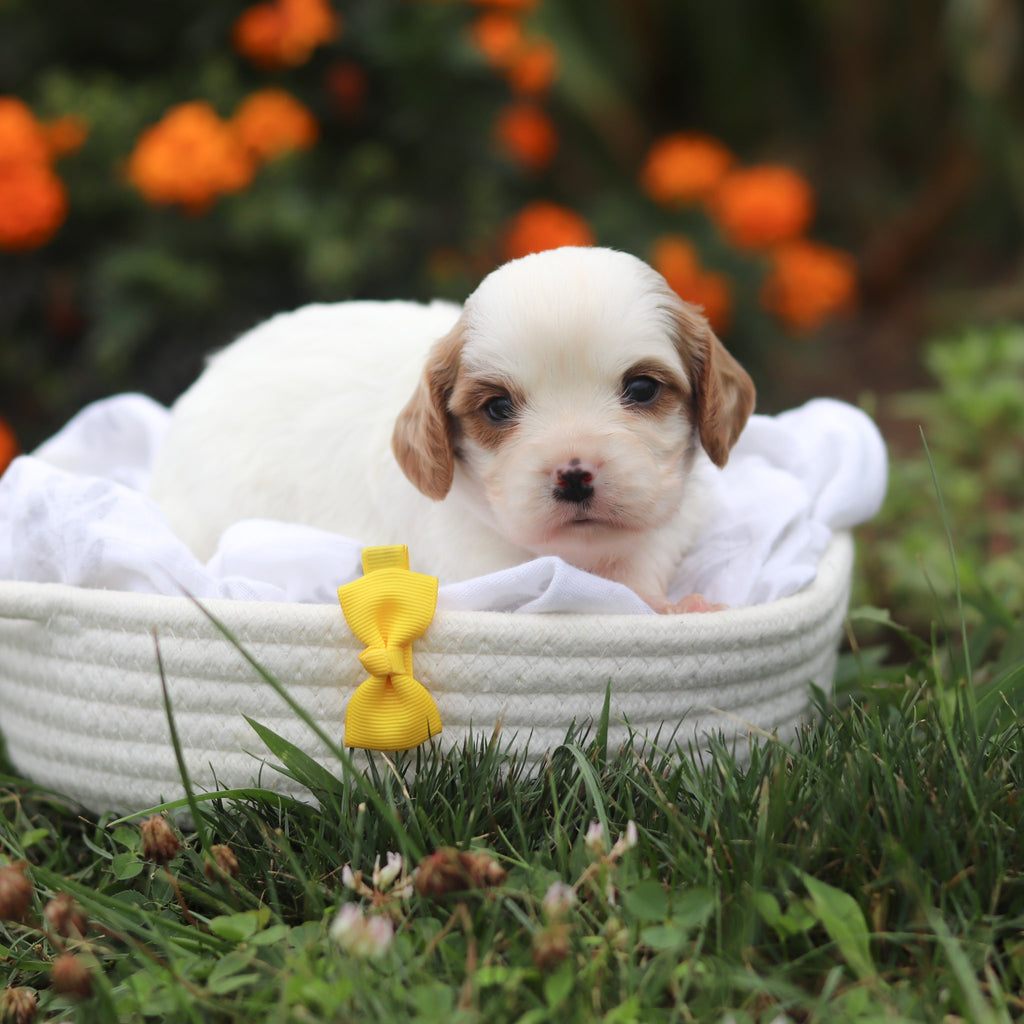 Norbert - Available 9/17