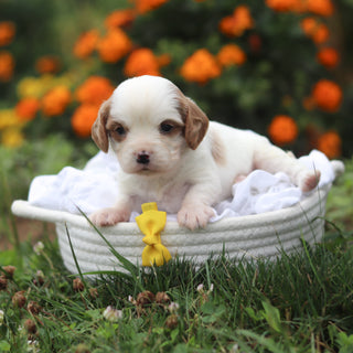 Norbert - Available 9/17