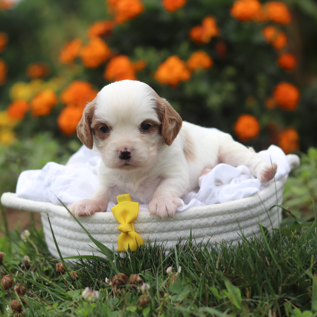 Norbert - Available 9/17