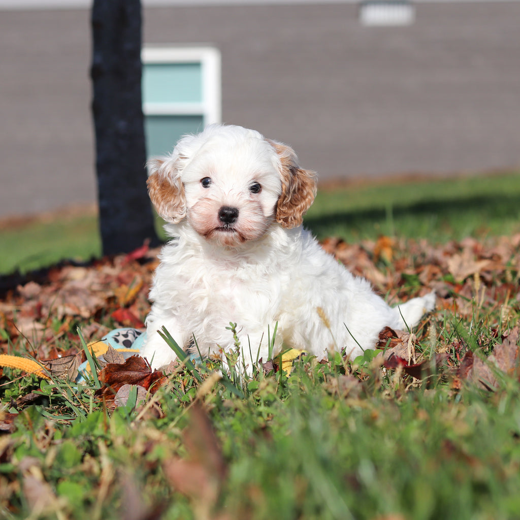 Peanut - Available 11/12
