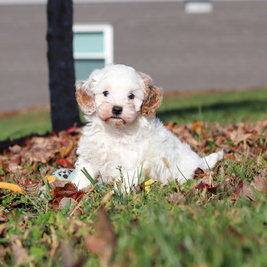Peanut - Available 11/12