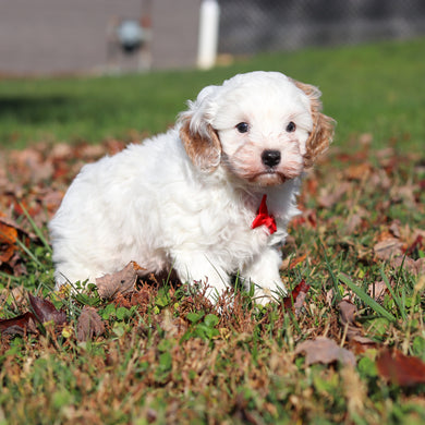 Peanut - Available 11/12