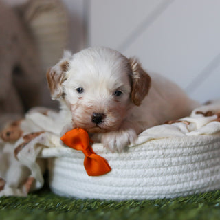 Peanut - Available 11/12