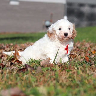 Peanut - Available 11/12