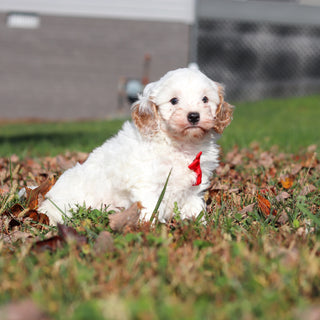 Peanut - Available 11/12