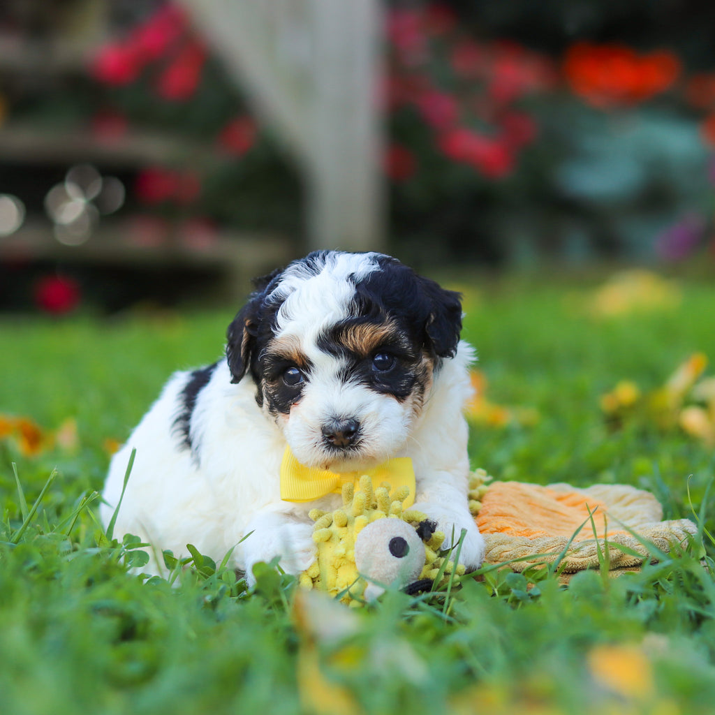 Pongo - Available 11/12