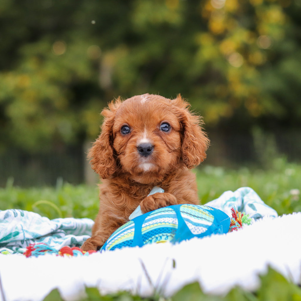 Nelson - Available 9/17