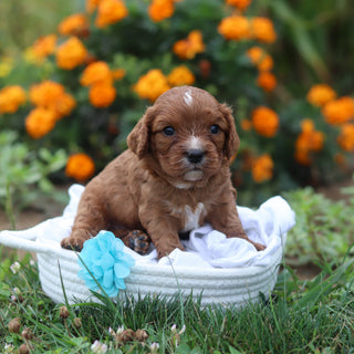 Nelson - Available 9/17