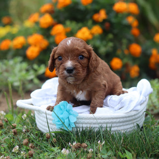 Nelson - Available 9/17