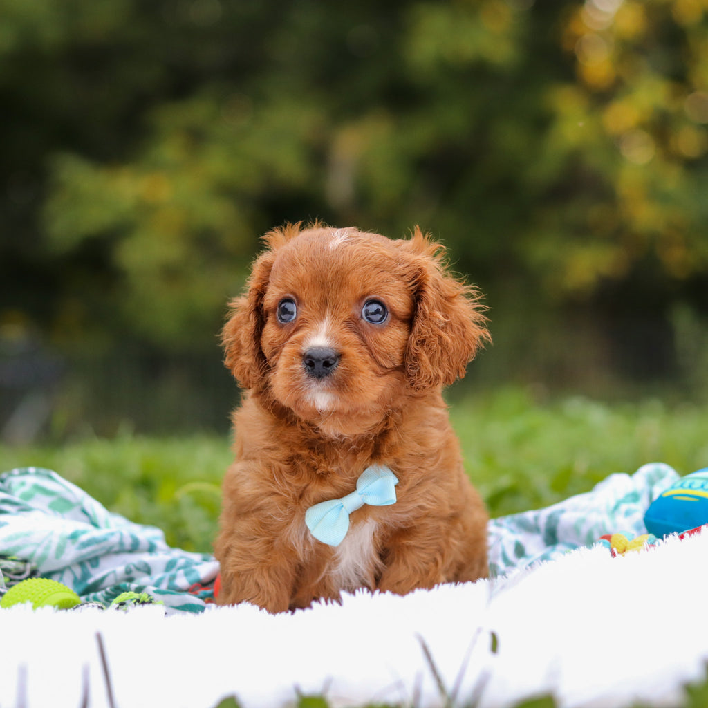 Nelson - Available 9/17