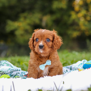 Nelson - Available 9/17