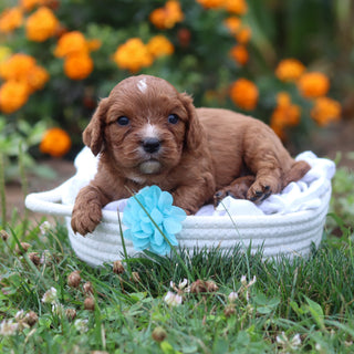 Nelson - Available 9/17