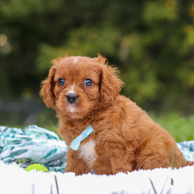 Nelson - Available 9/17