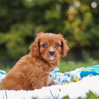 Nelson - Available 9/17