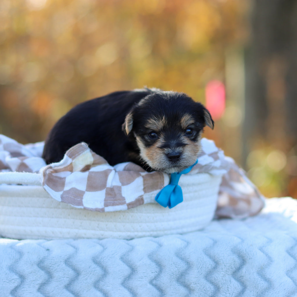 Barker - Available 12/3