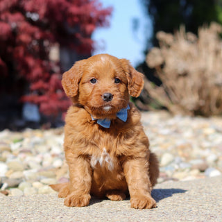 Jasper - Available 5/14