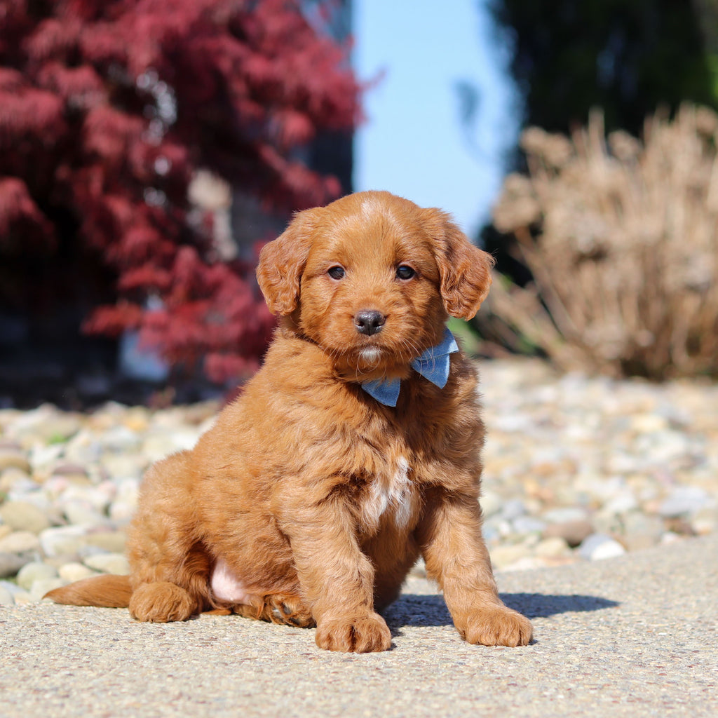 Jasper - Available 5/14