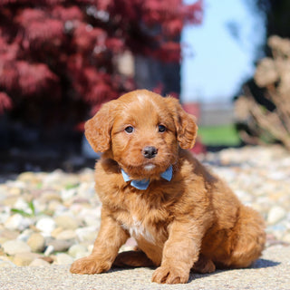 Jasper - Available 5/14