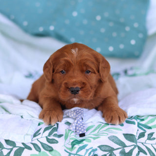 Joey - Available 5/14