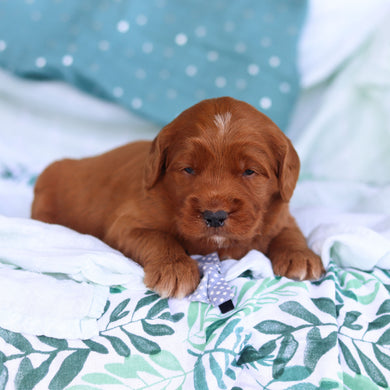 Joey - Available 5/14