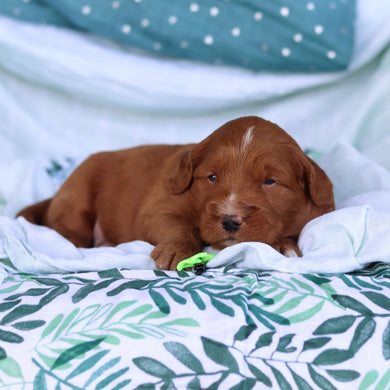 Jack - Available 5/14