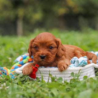 Hank - Available 10/8