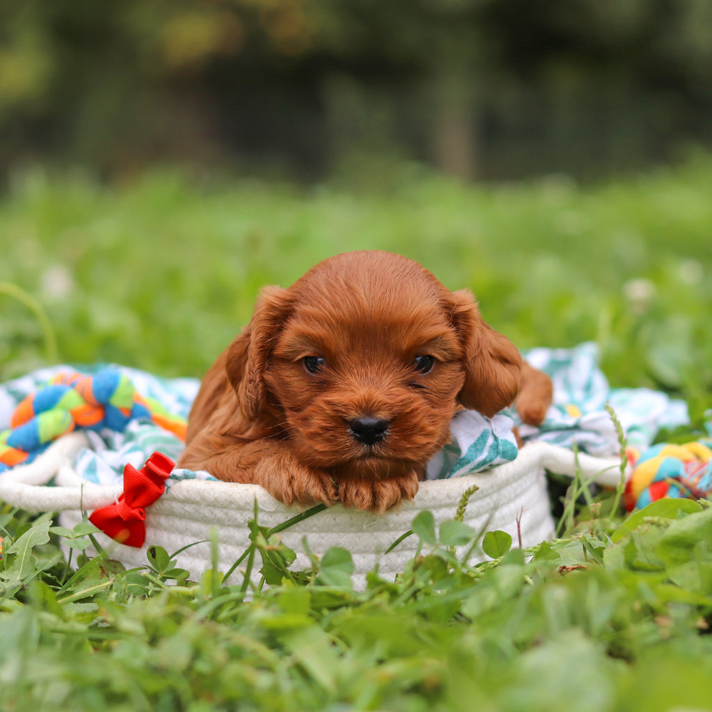 Hank - Available 10/8