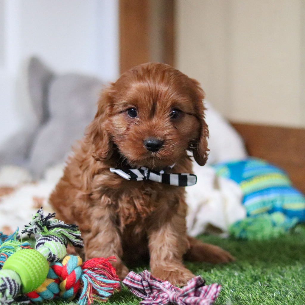 Hank - Available 10/8