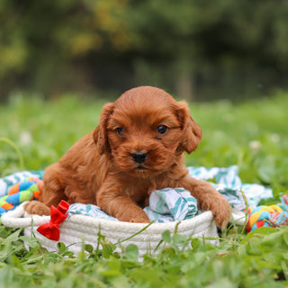 Hank - Available 10/8