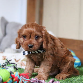 Hank - Available 10/8
