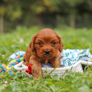 Hank - Available 10/8