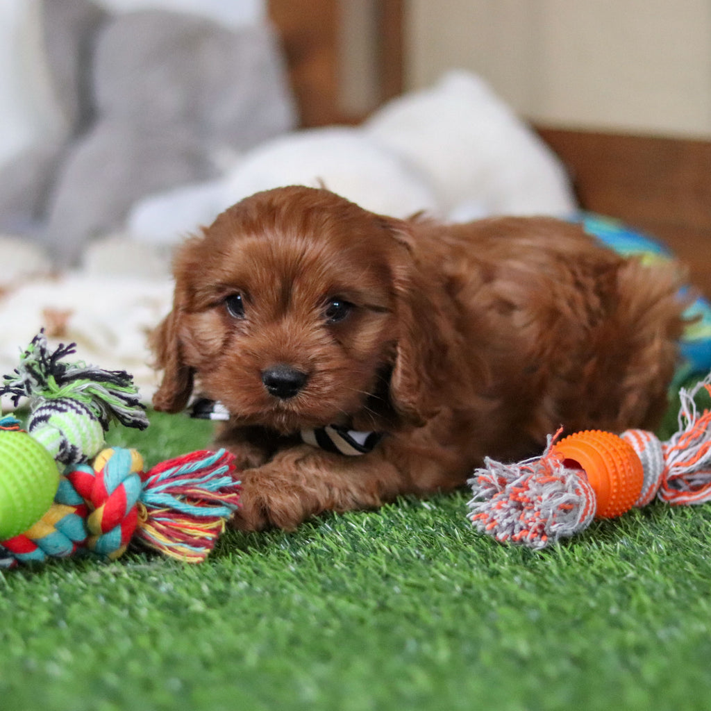 Hank - Available 10/8