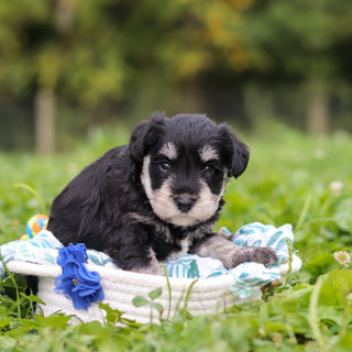 Aldo - Available 10/8