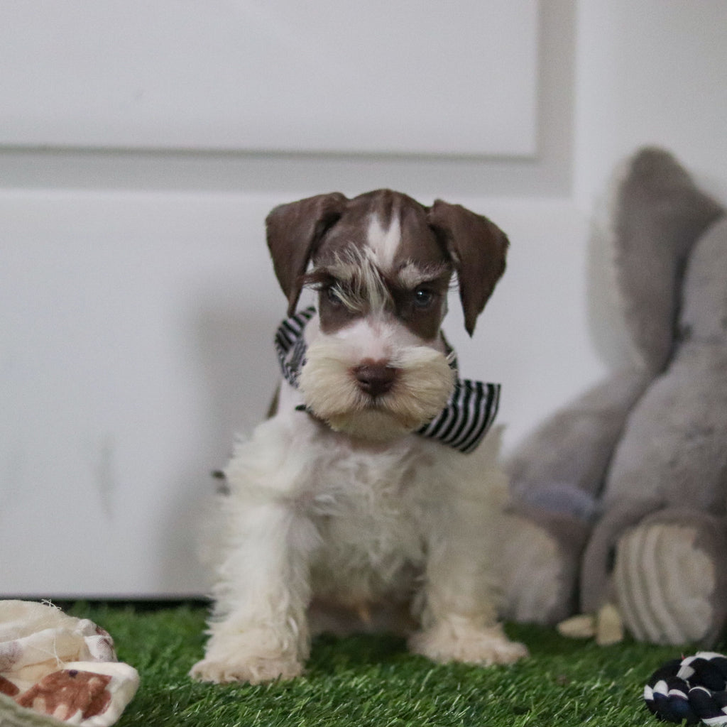 Albie - Available 10/8